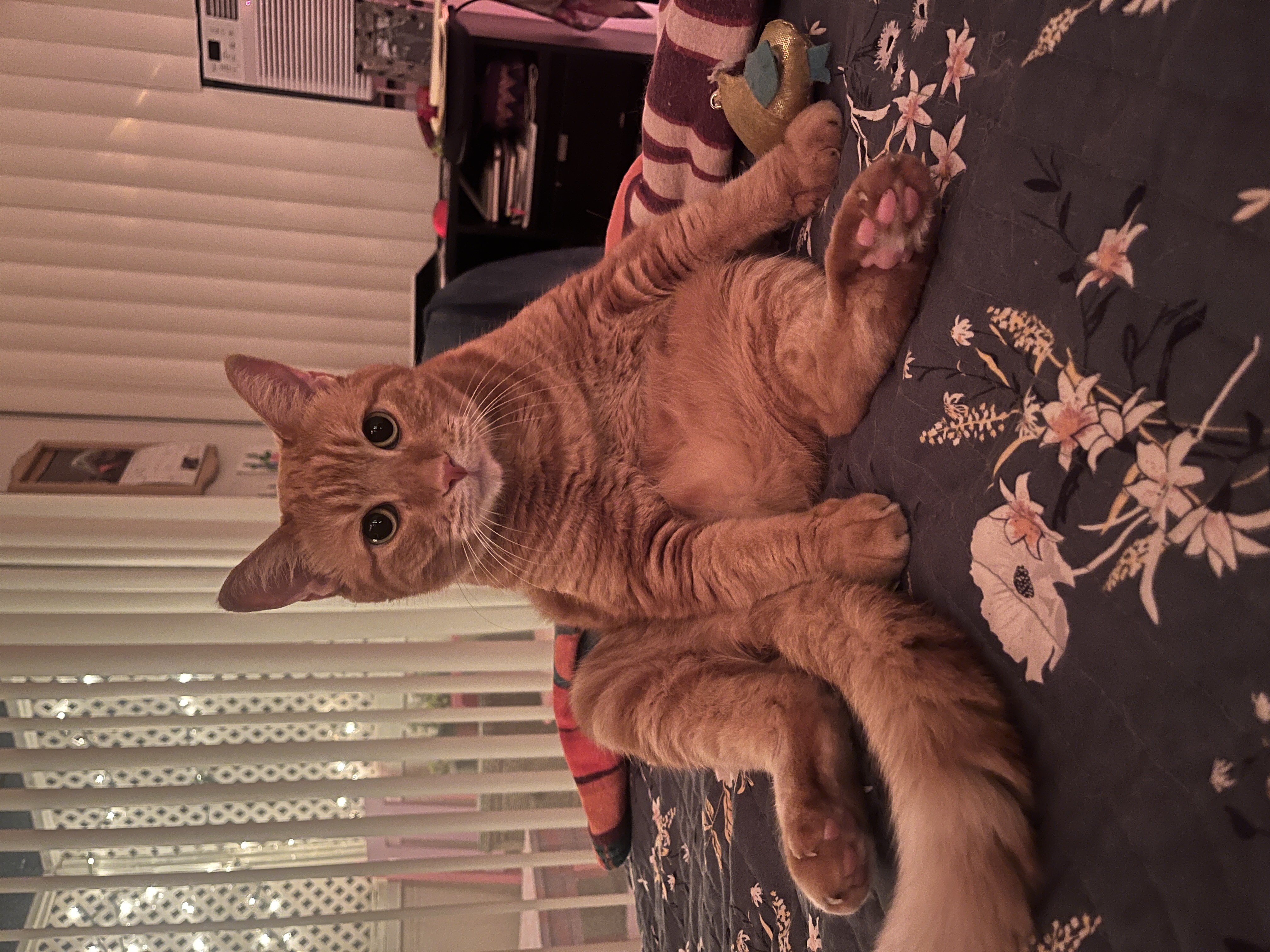 Picture of a large white dog's face, chewing on a bone, looking at the camera against a white wall background.