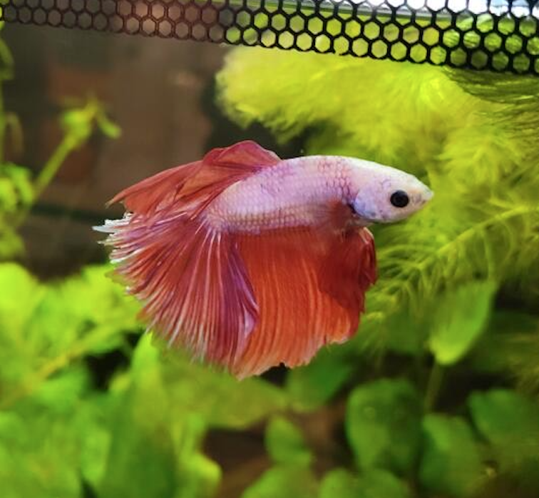 Picture of a Betta fish with pinkish red fins in a tank against a leafy background.