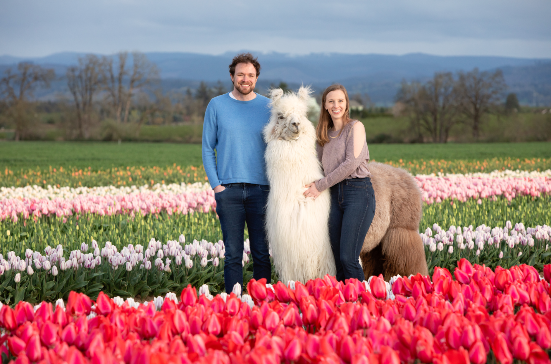 Two smiling people, one in a blue sweater and jeans, brown hair and one in a pink sweater and jeans, blonde hair with a llama in a field full of pink and yellow Tulip flowers.