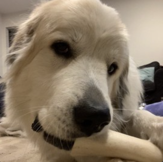 Picture of a large white dog's face, chewing on a bone, looking at the camera against a white wall background.