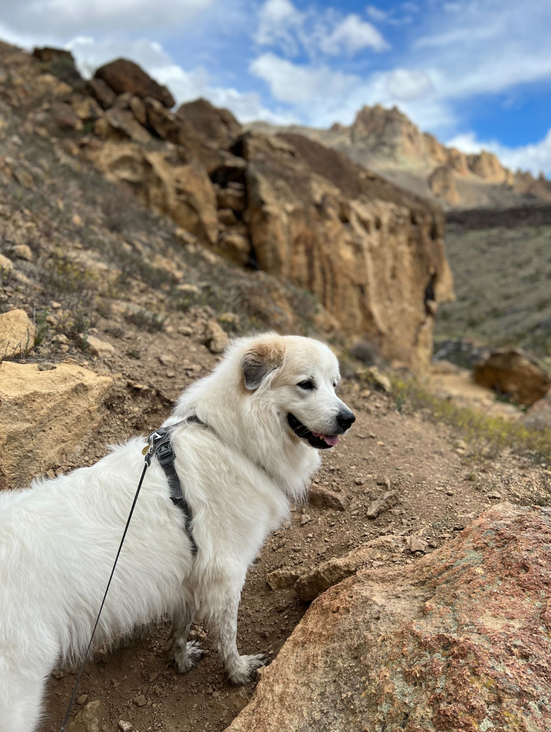 A white Great Pyrenees dog with their tongue out standing on a rock precipice.