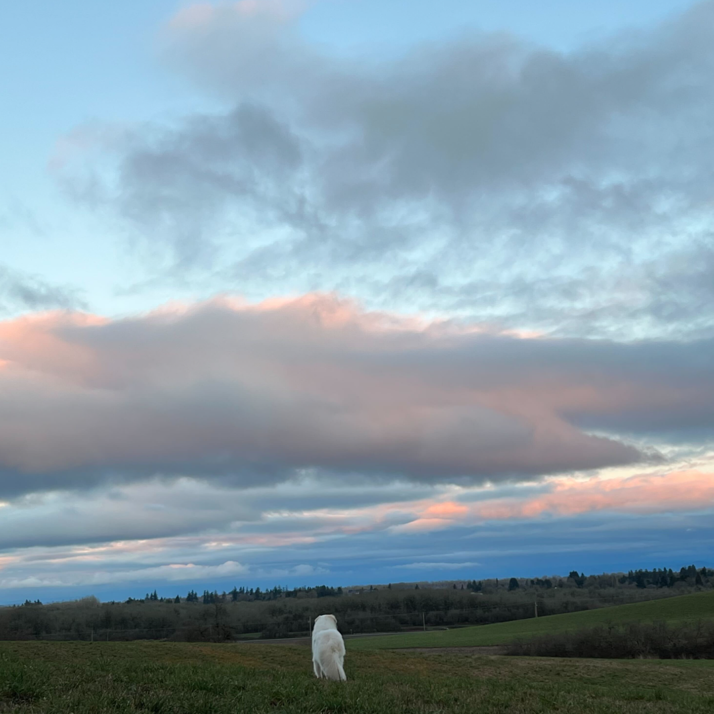 One of our lab pets, Lucy, enjoying a sunset view in Corvallis.