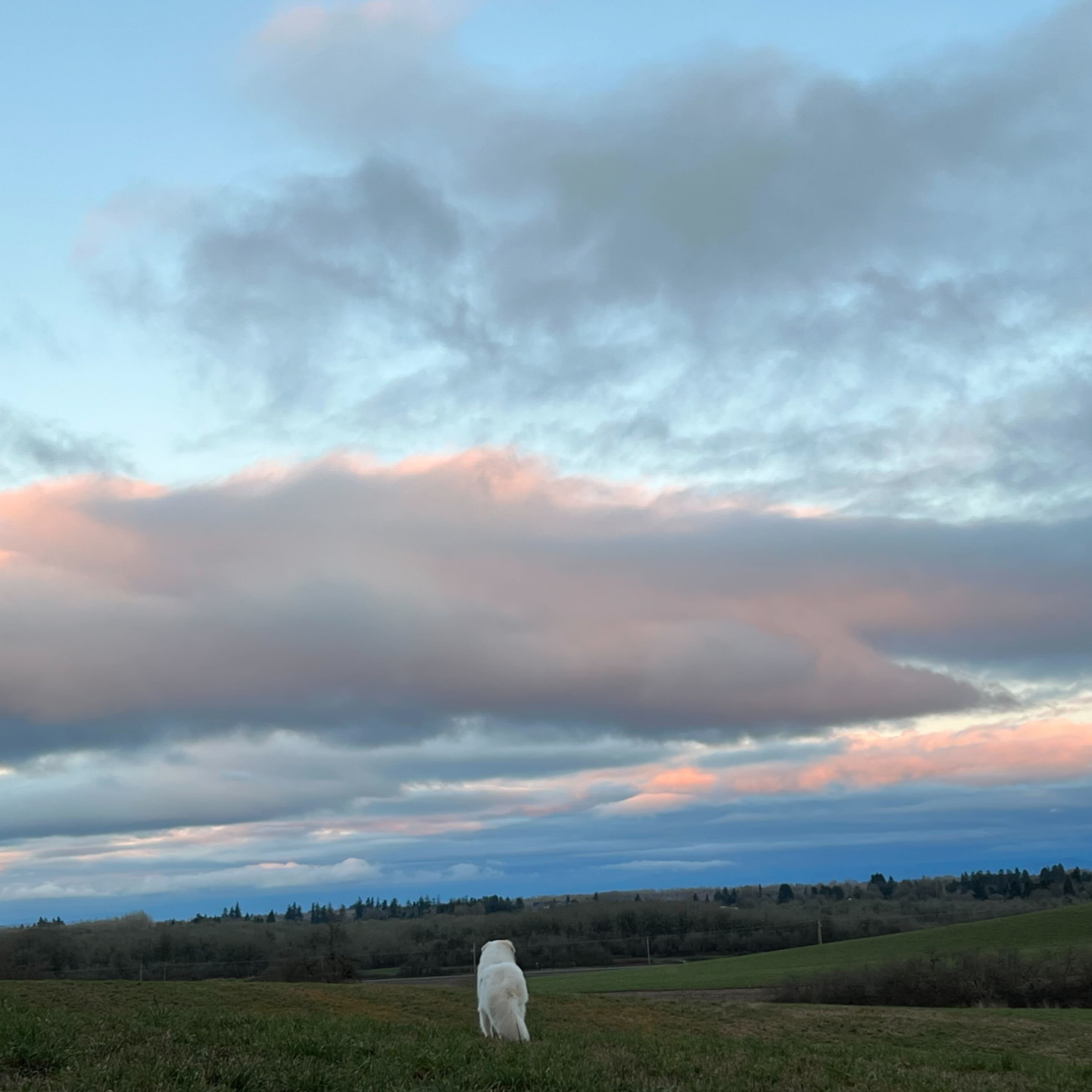 A white Great Pyrenees dog in a field with trees and colorful clouds in the sky.