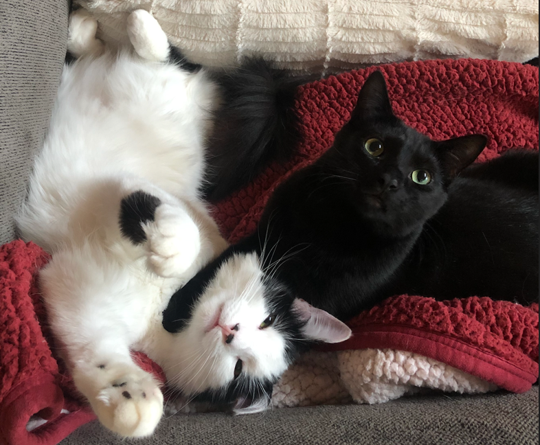 Picture of two cats laying side by side. The cat on the left is black and white spotted, laying on its back with its paws stretched out and its eyes closed. The cat on the right is black with bright green/yellow eyes, laying on its stomach with its paws around the other cat.They are laying on a sofa with a red blanket on it.