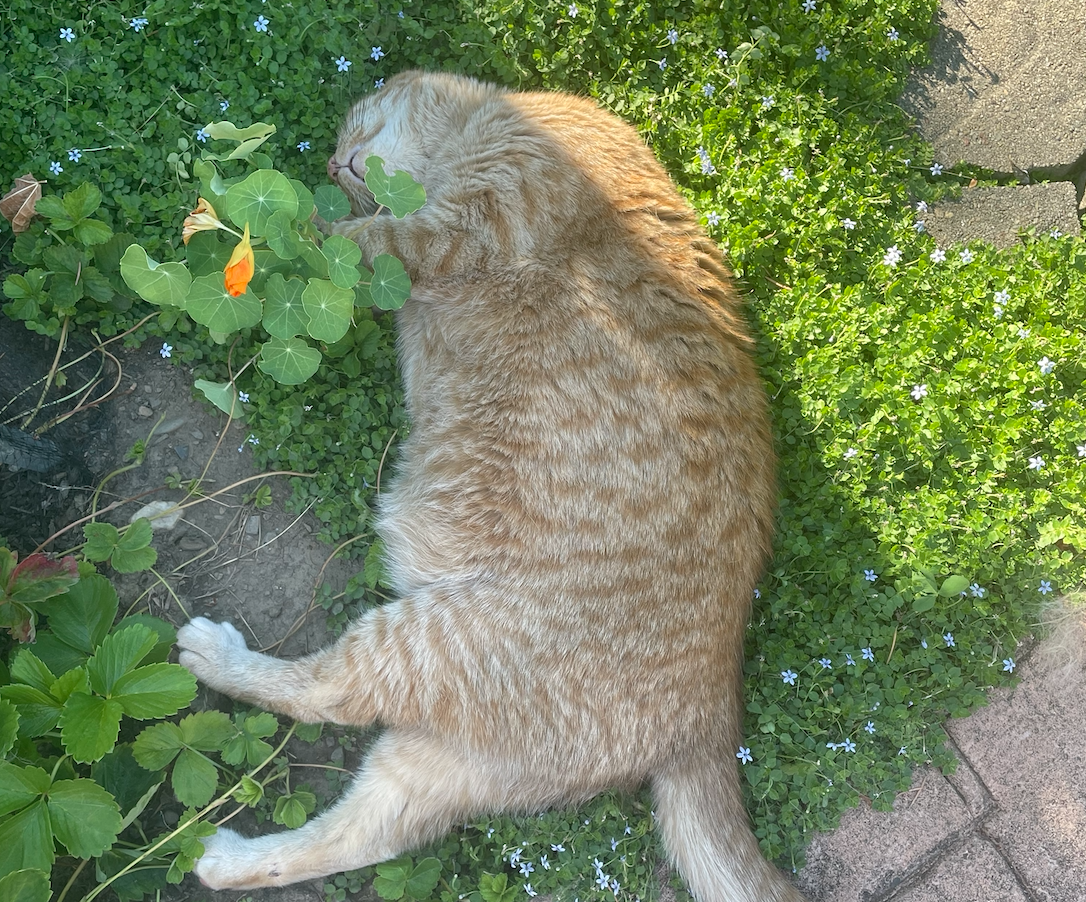 Picture of an orange cat laying on its side, sleeping with its head upside down, outside in the grass and flowers.